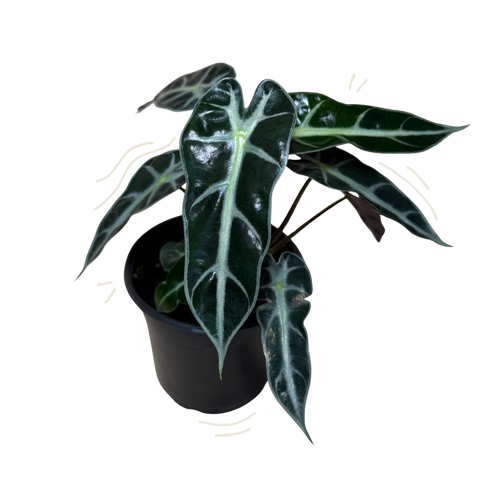 A potted Alocasia plant with glossy dark green leaves featuring prominent silver-white veining, housed in a black plastic nursery pot against a plain white background.