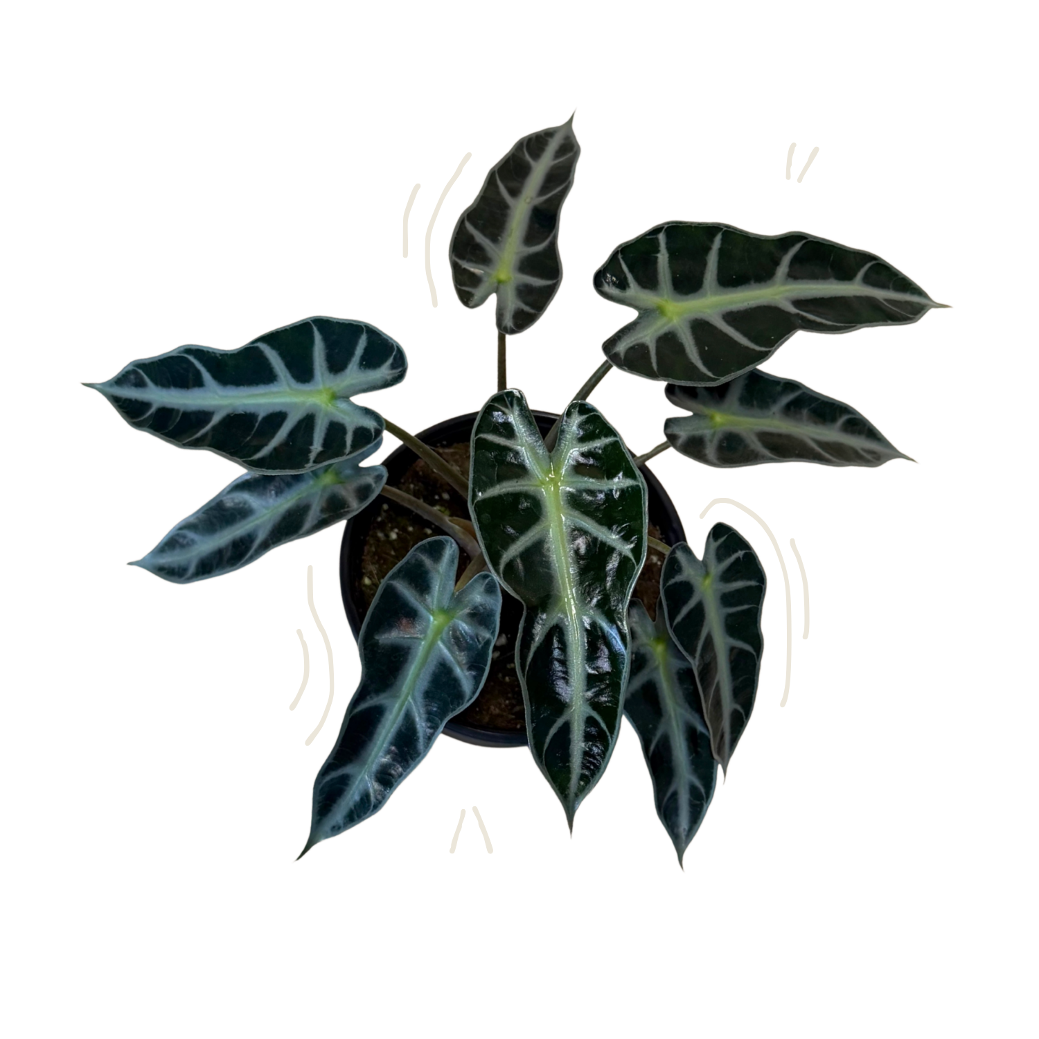 A potted Alocasia plant with dark green leaves featuring prominent pale green to white veins, shown against a plain white background.