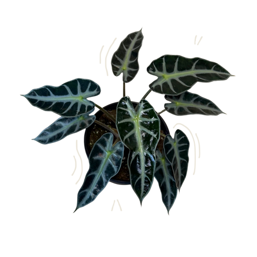 A potted Alocasia plant with dark green leaves featuring prominent pale green to white veins, shown against a plain white background.