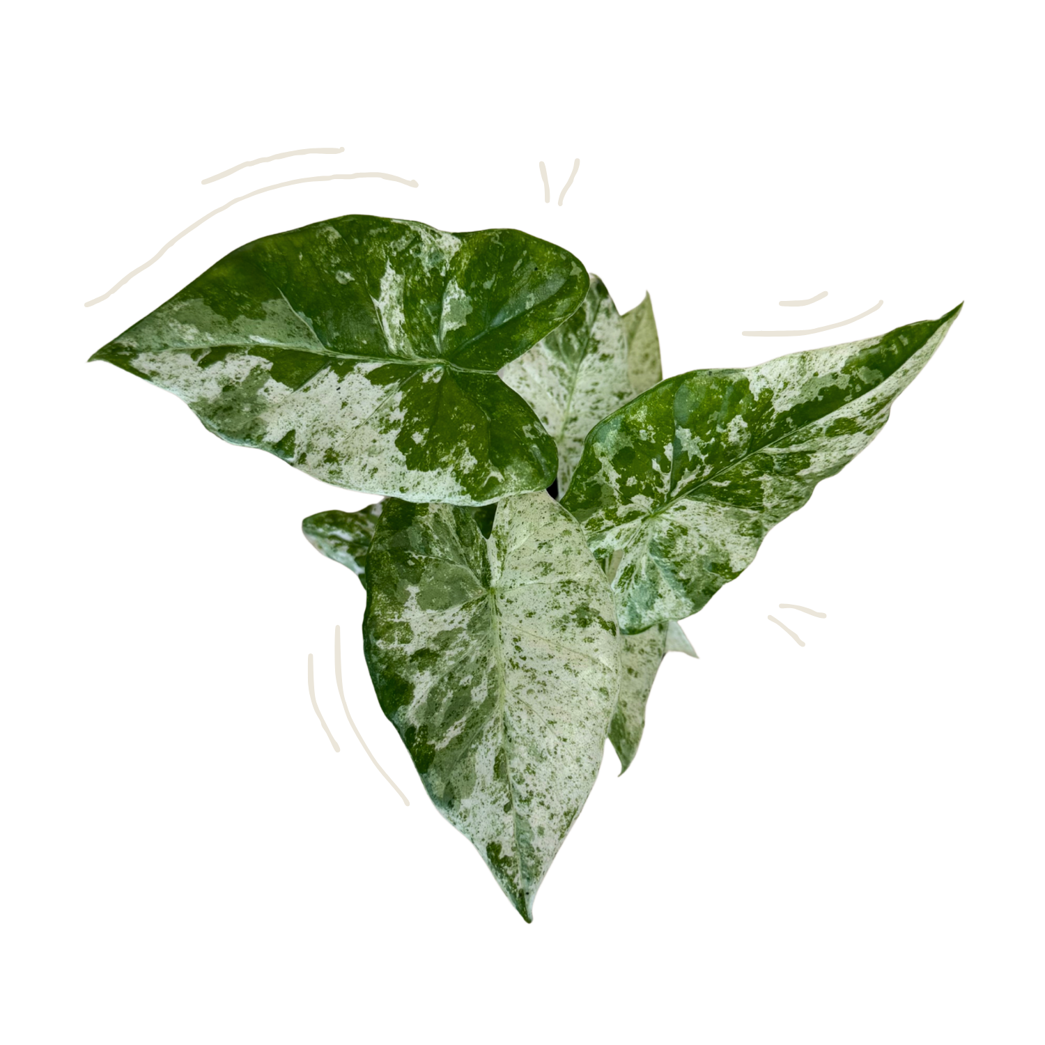 Three variegated green and white leaves of a trailing alocasia blizzard, isolated on a white background with faint decorative curved lines.