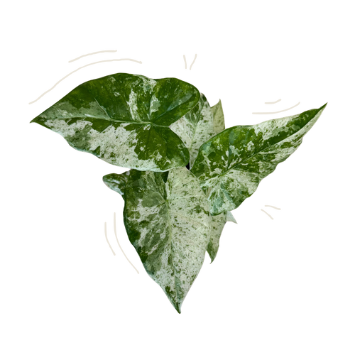 Three variegated green and white leaves of a trailing alocasia blizzard, isolated on a white background with faint decorative curved lines.