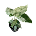 A potted variegated Alocasia plant with large green and white marbled leaves, in a black plastic pot, isolated on a white background.