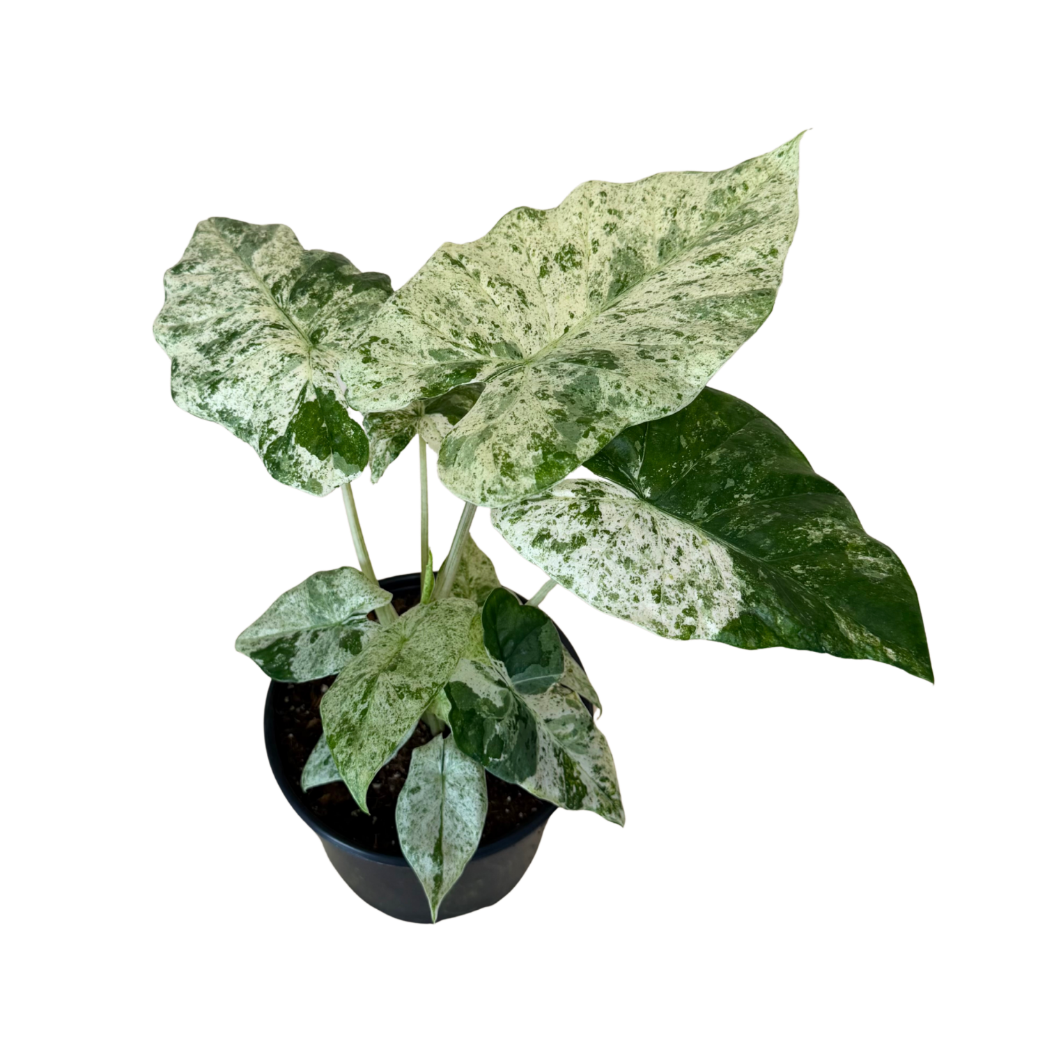 A potted variegated Alocasia plant with large green and white marbled leaves, in a black plastic pot, isolated on a white background.