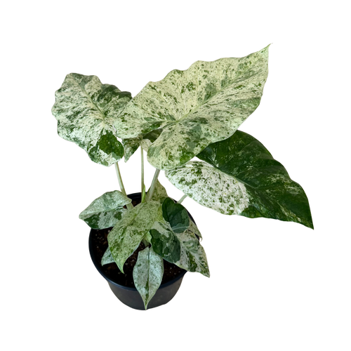 A potted variegated Alocasia plant with large green and white marbled leaves, in a black plastic pot, isolated on a white background.