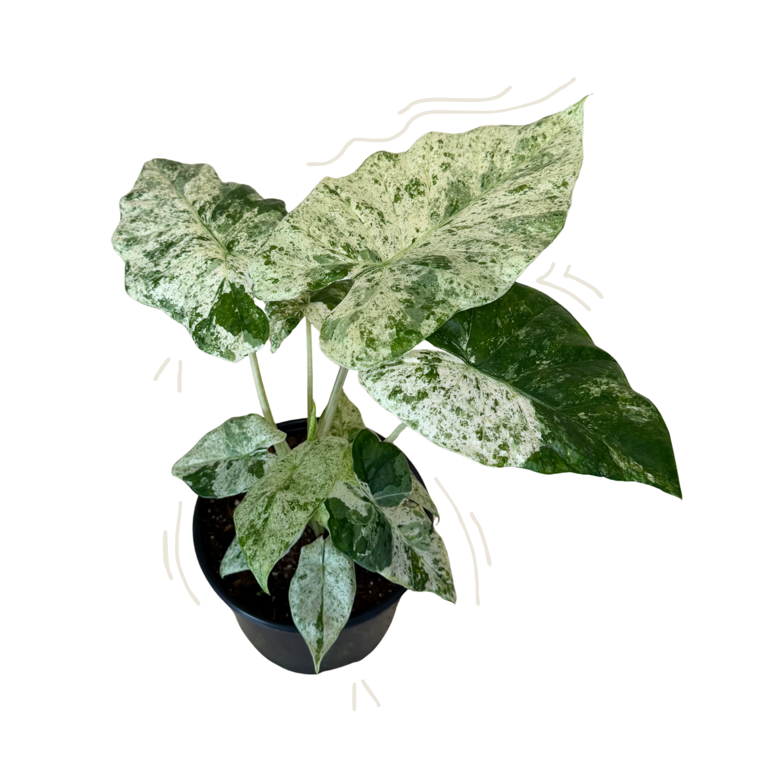A potted variegated Alocasia plant with large green and white marbled leaves, in a black plastic nursery pot on a white background.