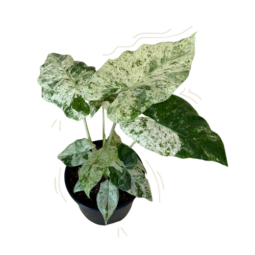 A potted variegated Alocasia plant with large green and white marbled leaves, in a black plastic nursery pot on a white background.