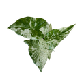 an alocasia blizzard plant on a plain background
