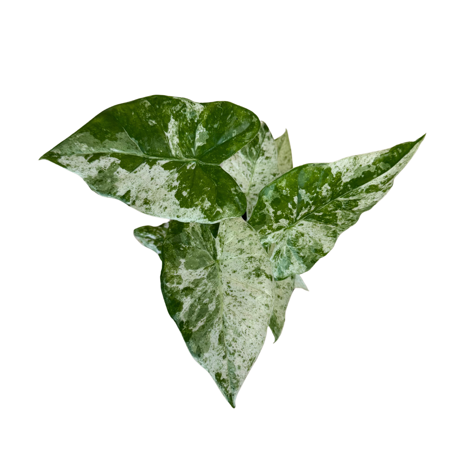 an alocasia blizzard plant on a plain background