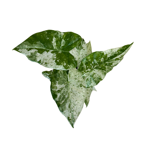 an alocasia blizzard plant on a plain background