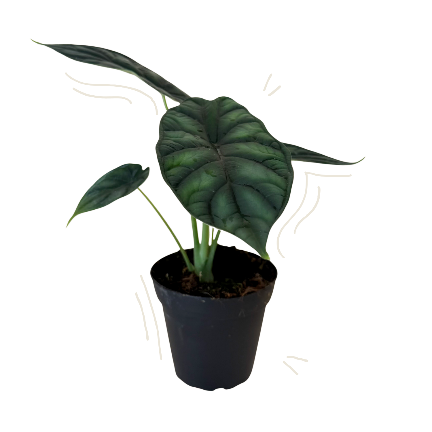 A potted Alocasia plant with large, dark green, wavy-veined leaves in a black plastic nursery pot, isolated on a white background.