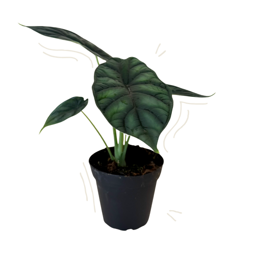 A potted Alocasia plant with large, dark green, wavy-veined leaves in a black plastic nursery pot, isolated on a white background.