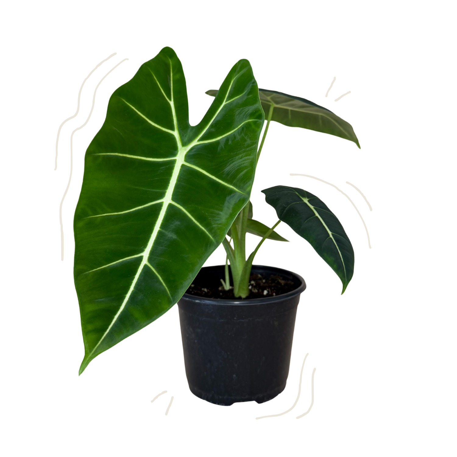 A potted Alocasia plant with a large, vibrant green heart-shaped leaf and smaller leaves in a black plastic nursery pot, isolated on a white background with light decorative curved lines.