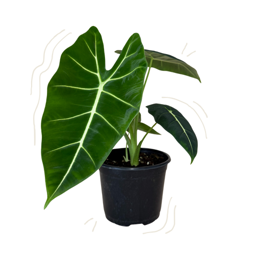 A potted Alocasia plant with a large, vibrant green heart-shaped leaf and smaller leaves in a black plastic nursery pot, isolated on a white background with light decorative curved lines.