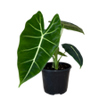 A potted Alocasia plant with a large, glossy green heart-shaped leaf and smaller leaves, in a black plastic nursery pot against a white background.