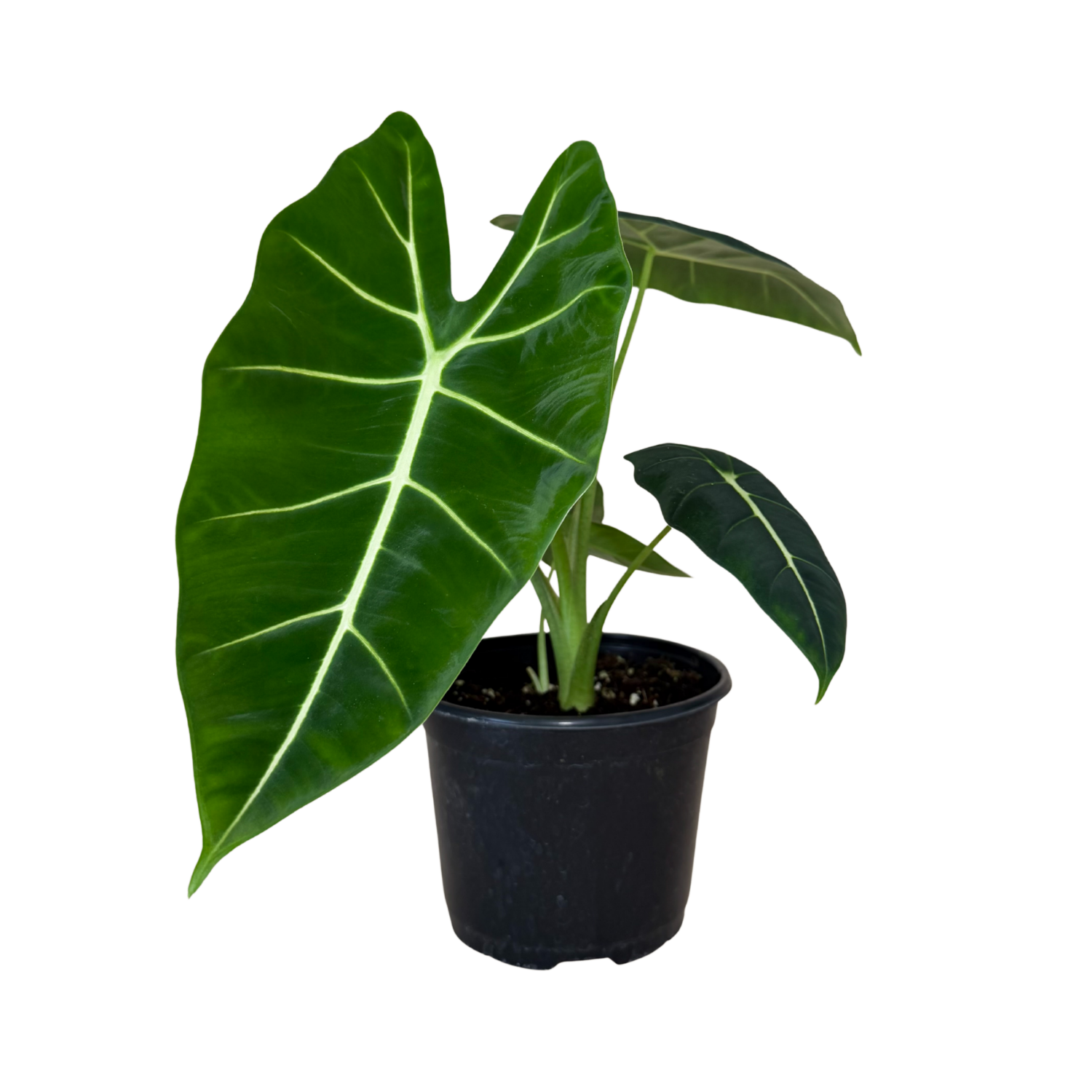 A potted Alocasia plant with a large, glossy green heart-shaped leaf and smaller leaves, in a black plastic nursery pot against a white background.
