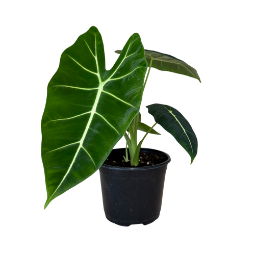 A potted Alocasia plant with a large, glossy green heart-shaped leaf and smaller leaves, in a black plastic nursery pot against a white background.