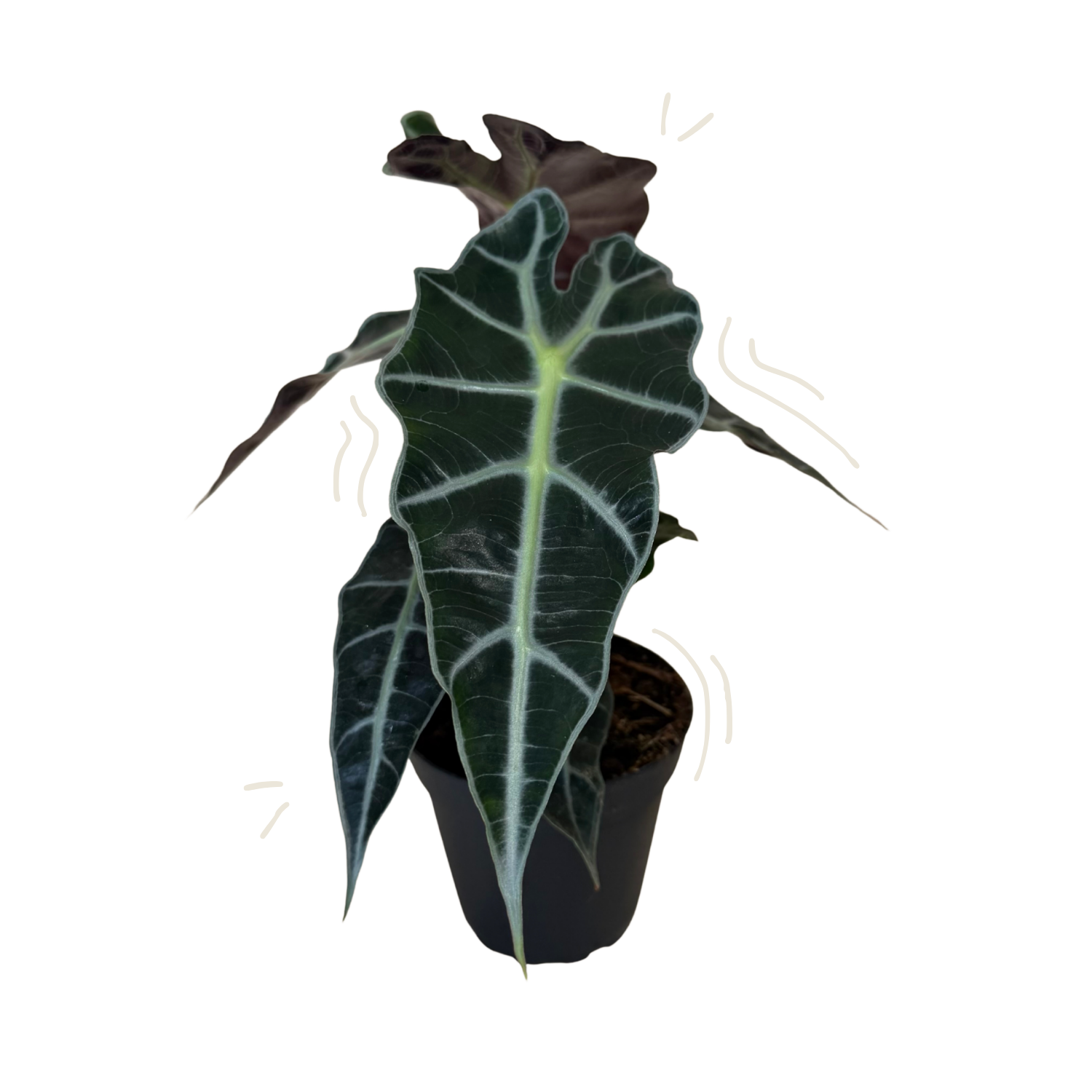 A potted Alocasia plant with a large dark green leaf featuring prominent pale green veins, in a black nursery pot against a white background.