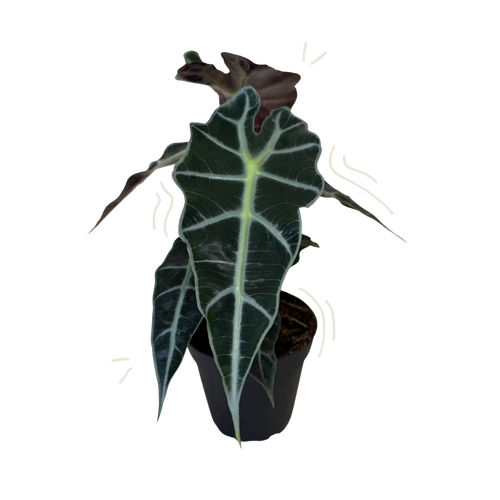 A potted Alocasia plant with a large dark green leaf featuring prominent pale green veins, in a black nursery pot against a white background.