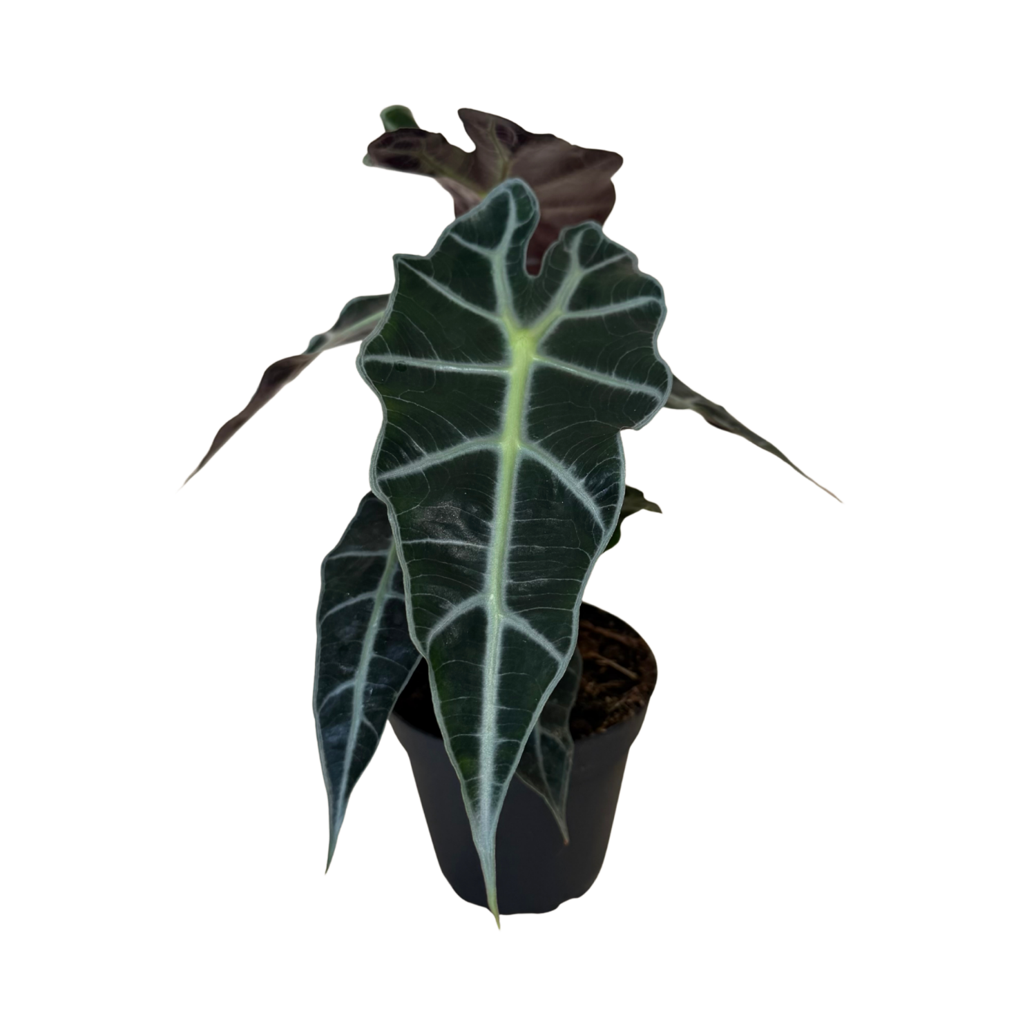 A potted Alocasia plant with dark green leaves featuring prominent pale green veins and a dark brown pseudobulb, shown in a black nursery pot against a white background.