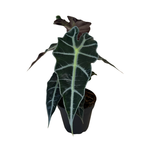 A potted Alocasia plant with dark green leaves featuring prominent pale green veins and a dark brown pseudobulb, shown in a black nursery pot against a white background.