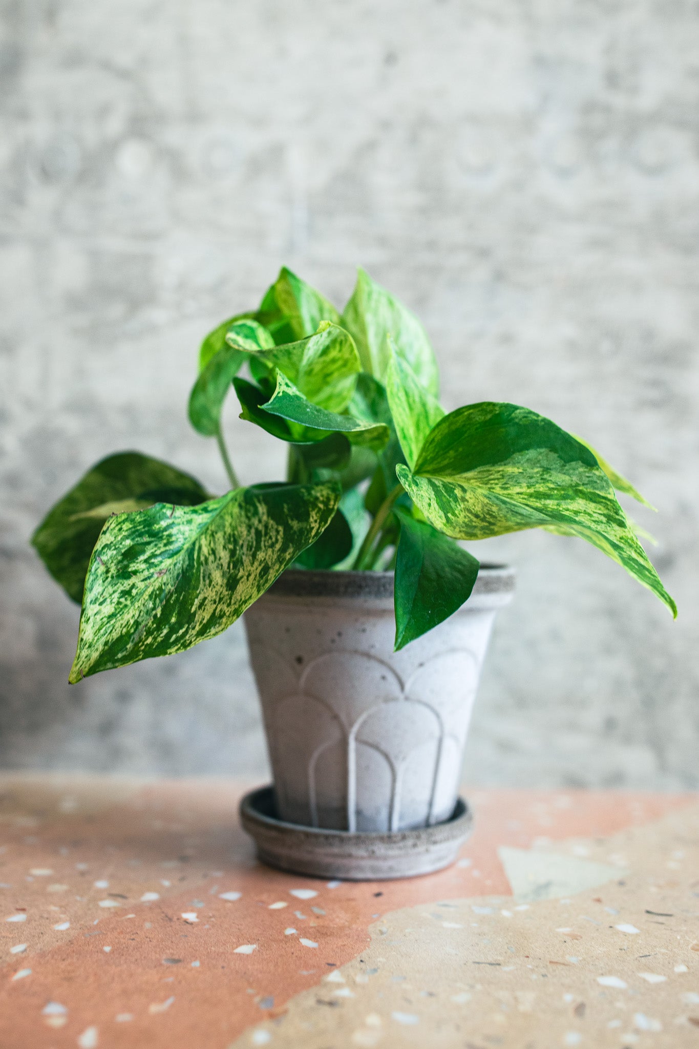 A variegated green pothos plant in a light gray ceramic pot with a matching saucer, placed on a terrazzo surface against a textured gray wall.