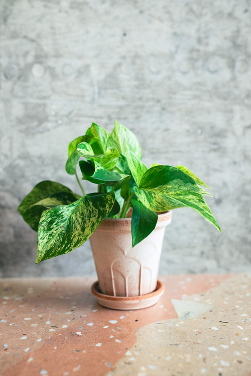 A green pothos plant with variegated leaves in a light pinkish-beige ceramic pot and saucer, set on a terracotta-colored speckled surface against a textured gray concrete wall.