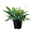 A green blue star fern plant in a black plastic nursery pot, isolated on a white background.