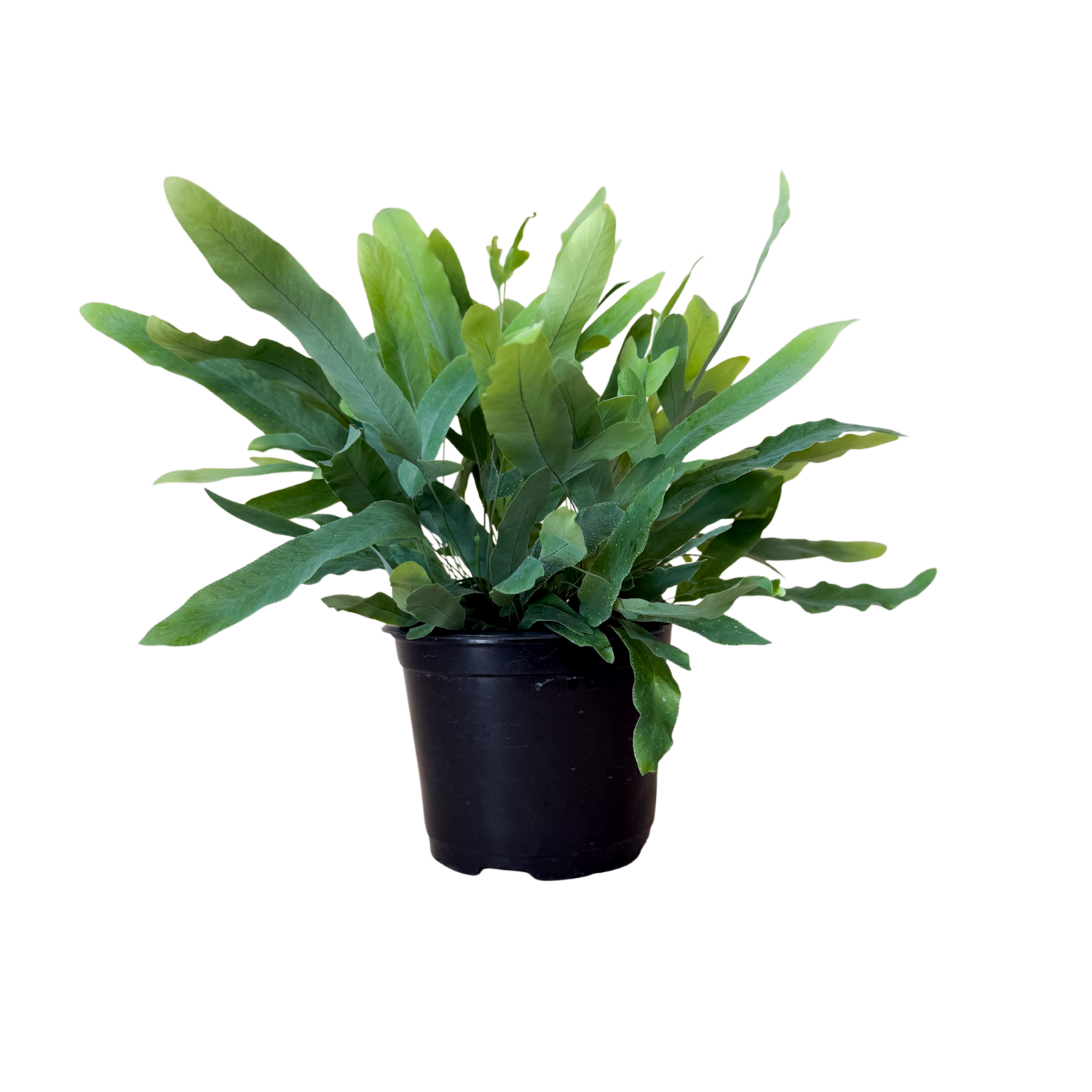 A green blue star fern plant in a black plastic nursery pot, isolated on a white background.