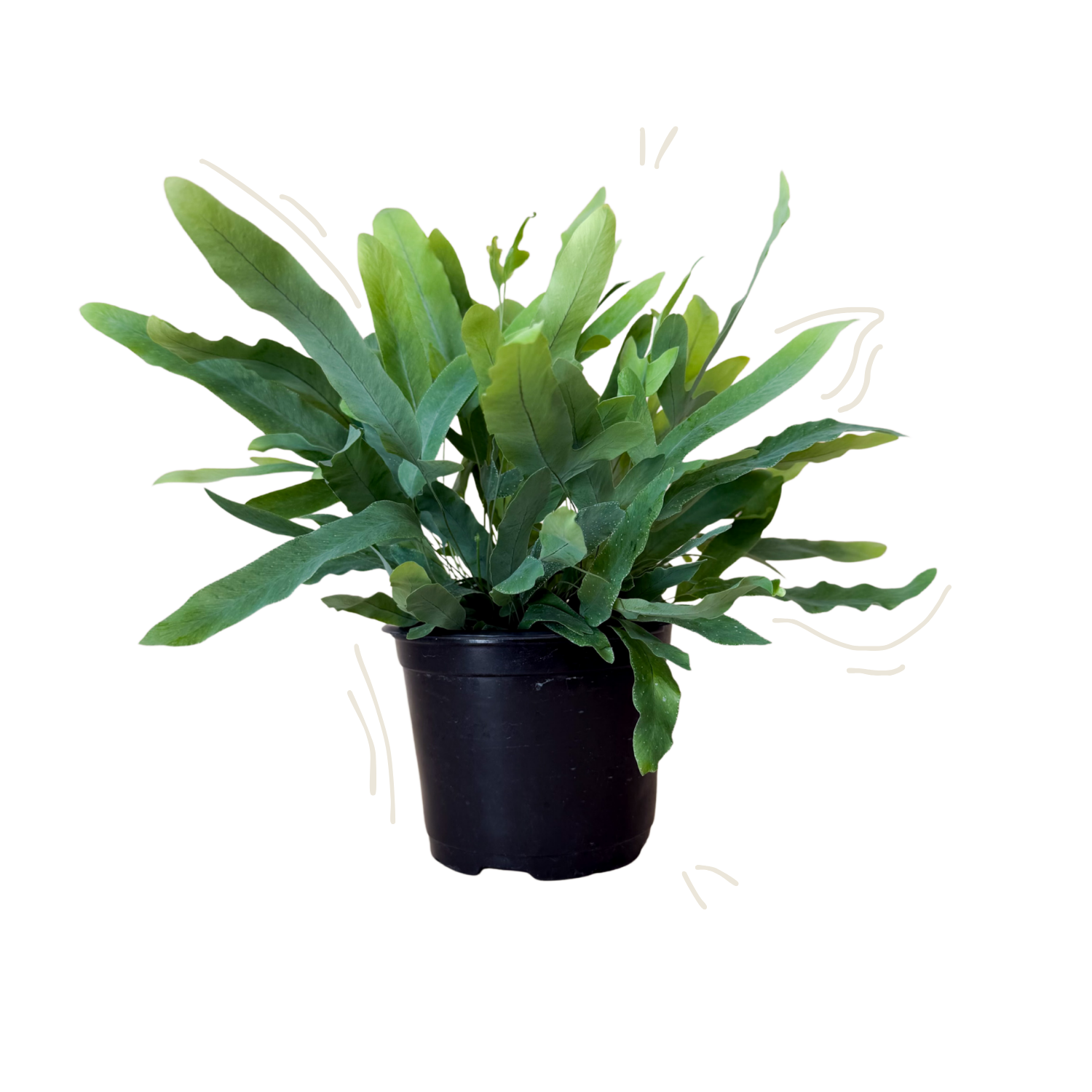 A green leafy houseplant in a black plastic nursery pot, isolated on a white background with faint decorative curved line doodles near the leaves.