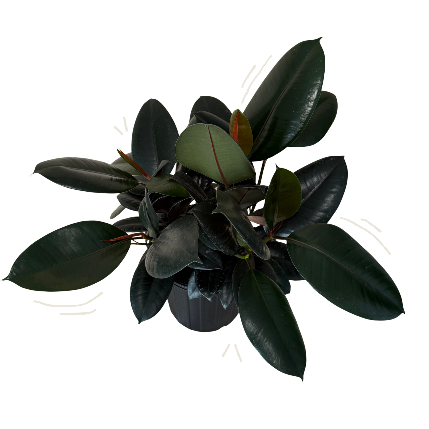 A potted rubber plant with glossy dark green leaves and subtle reddish accents, shown against a plain white background.
