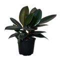 A potted rubber plant with large, glossy dark green leaves and a black plastic nursery pot, isolated on a white background.