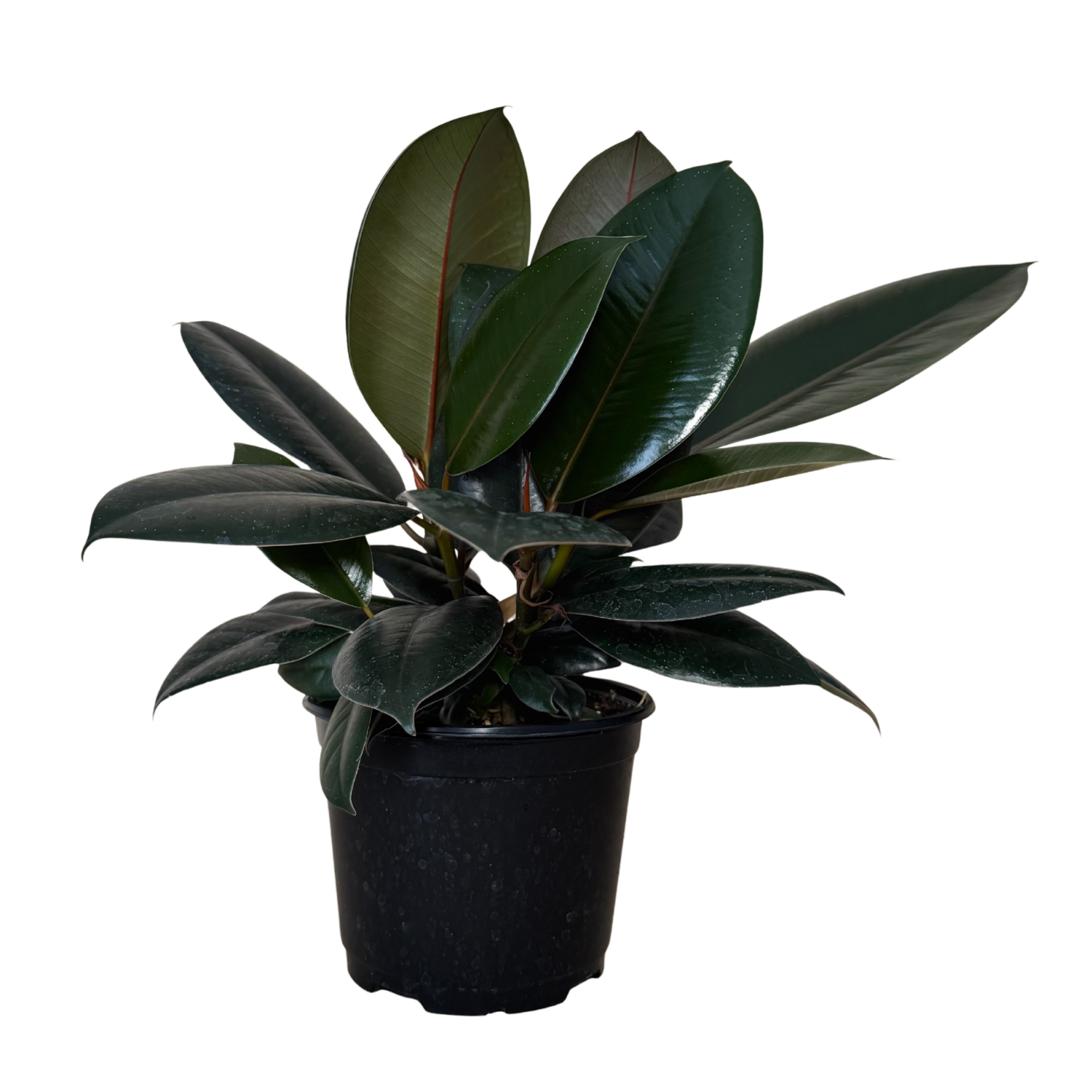 A potted rubber plant with large, glossy dark green leaves and a black plastic nursery pot, isolated on a white background.