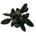 A potted rubber plant with glossy dark green leaves and subtle reddish accents, shown against a plain white background.