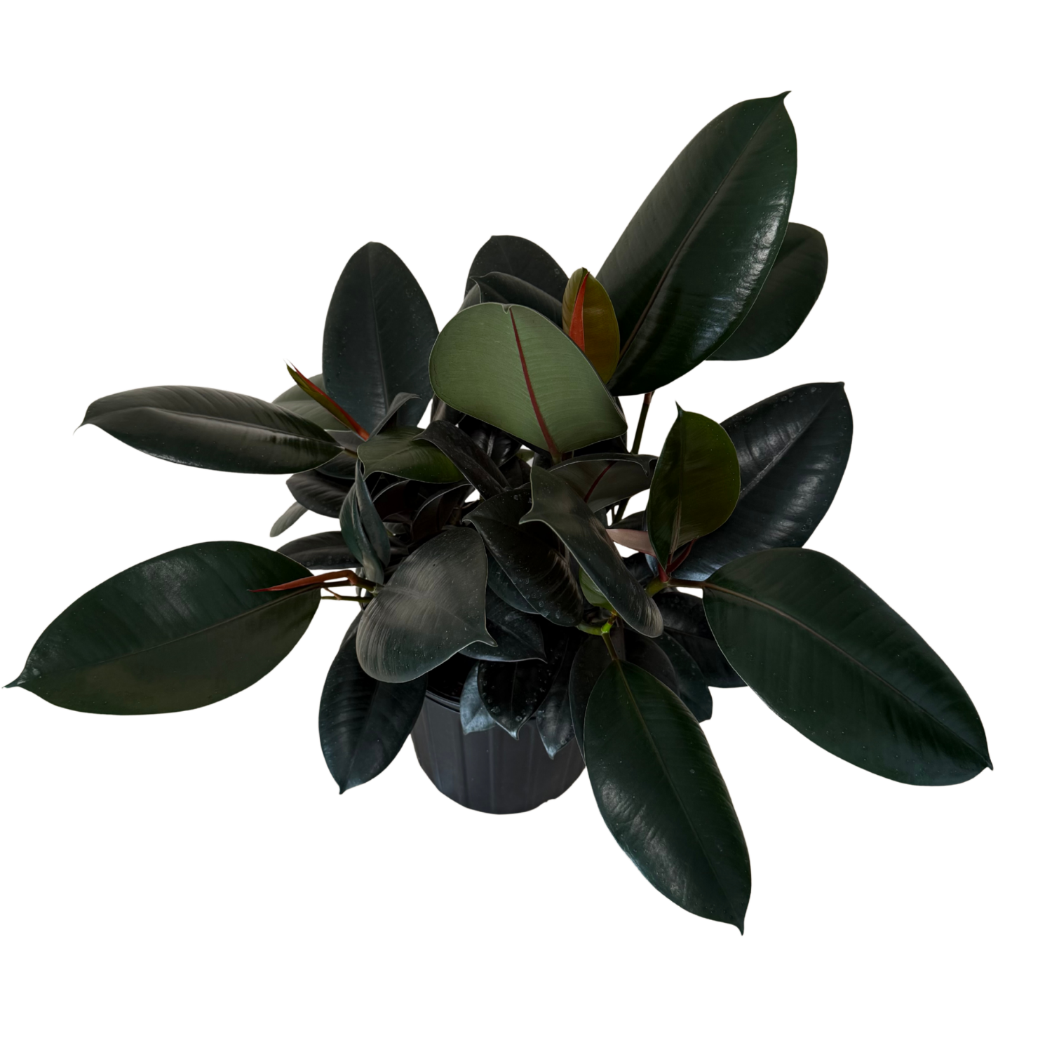 A potted rubber plant with glossy dark green leaves and subtle reddish accents, shown against a plain white background.
