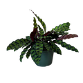 A potted Calathea Ornata (Patterned Calathea) plant with green and dark burgundy patterned leaves, in a dark green plastic pot, isolated on a white background.