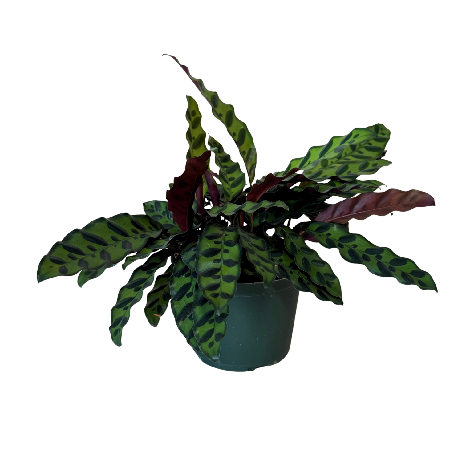 A potted Calathea Ornata (Patterned Calathea) plant with green and dark burgundy patterned leaves, in a dark green plastic pot, isolated on a white background.