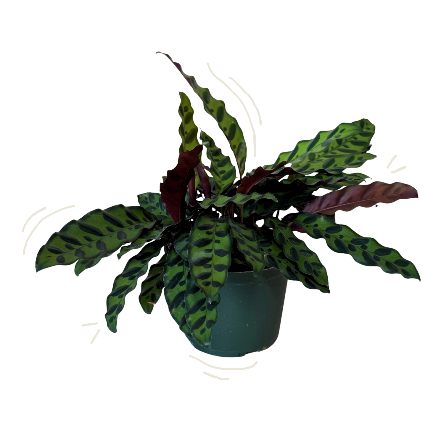 A potted Calathea rattlesnake (Patterned Calathea) plant with green and dark burgundy patterned leaves, in a dark green plastic pot, isolated on a white background with light decorative curved line doodles.