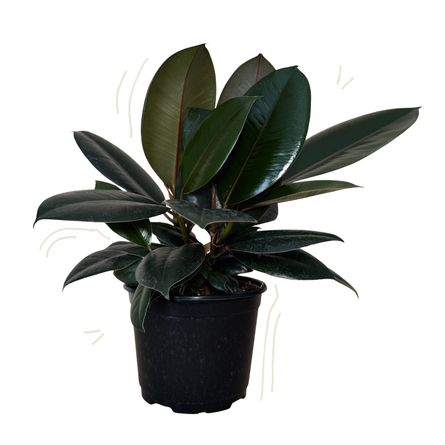 A potted ficus burgundy plant with large glossy dark green leaves and a black plastic nursery pot, shown on a plain white background.