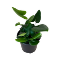 A small potted heart fern green plant with heart-shaped glossy leaves in a black plastic nursery pot, isolated on a white background.