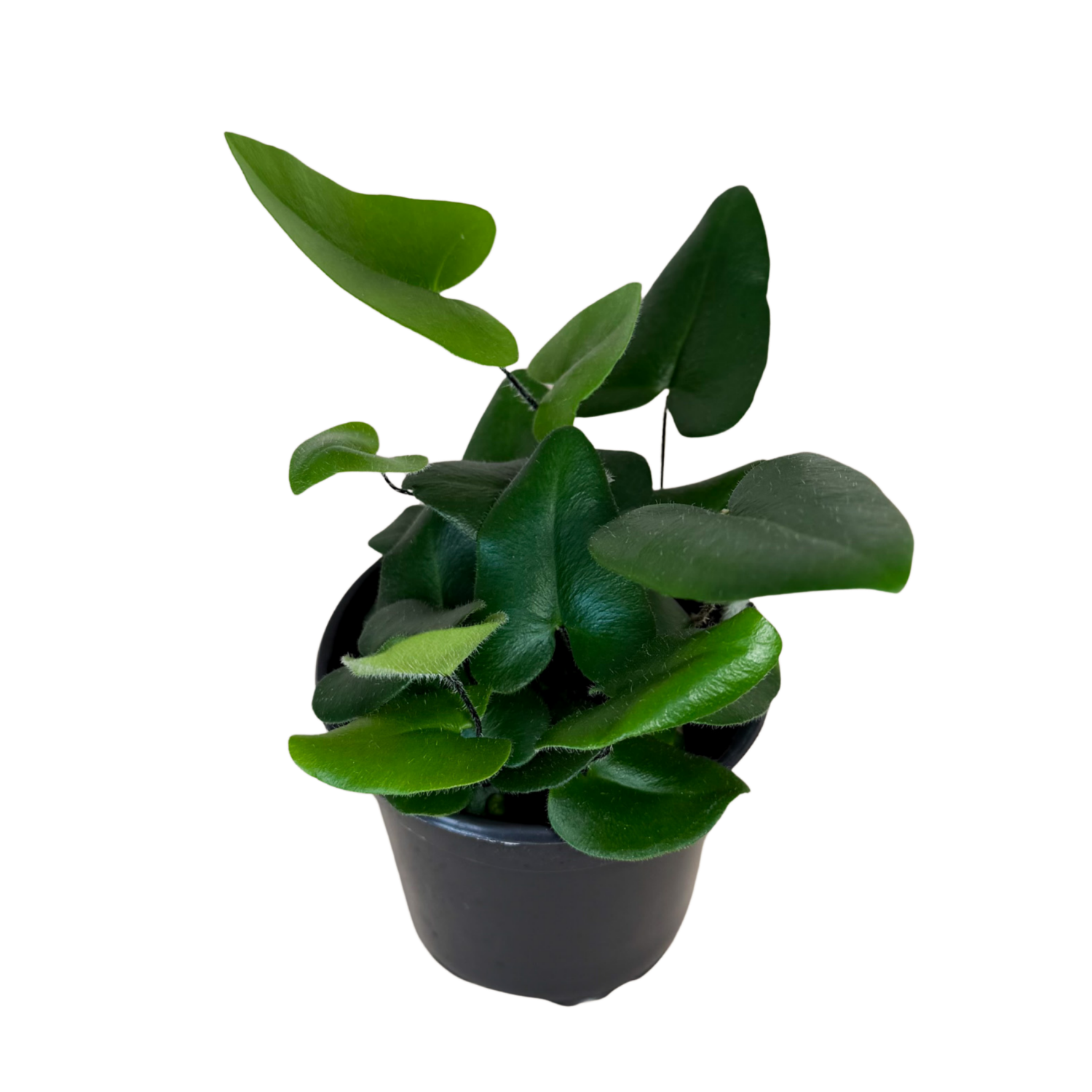 A small potted heart fern green plant with heart-shaped glossy leaves in a black plastic nursery pot, isolated on a white background.