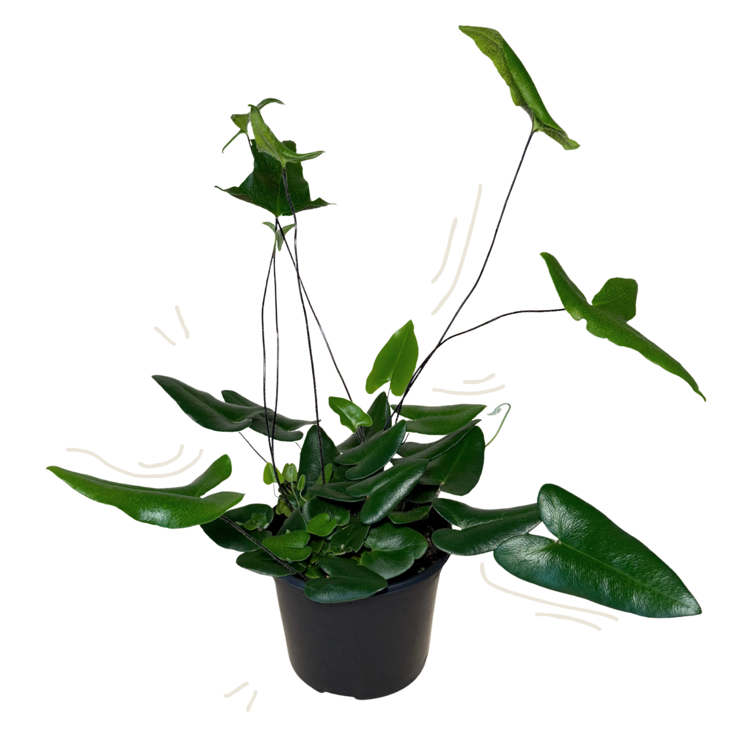 A potted green plant with glossy, heart-shaped leaves in a black plastic pot, isolated on a white background with faint decorative curved line doodles near the stems.