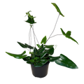 A potted green plant with glossy, heart-shaped leaves in a black plastic nursery pot, isolated on a white background.