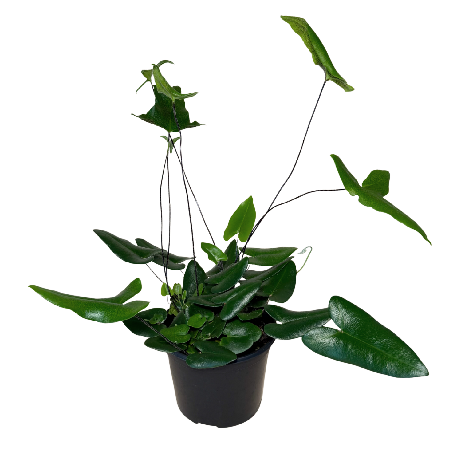 A potted green plant with glossy, heart-shaped leaves in a black plastic nursery pot, isolated on a white background.