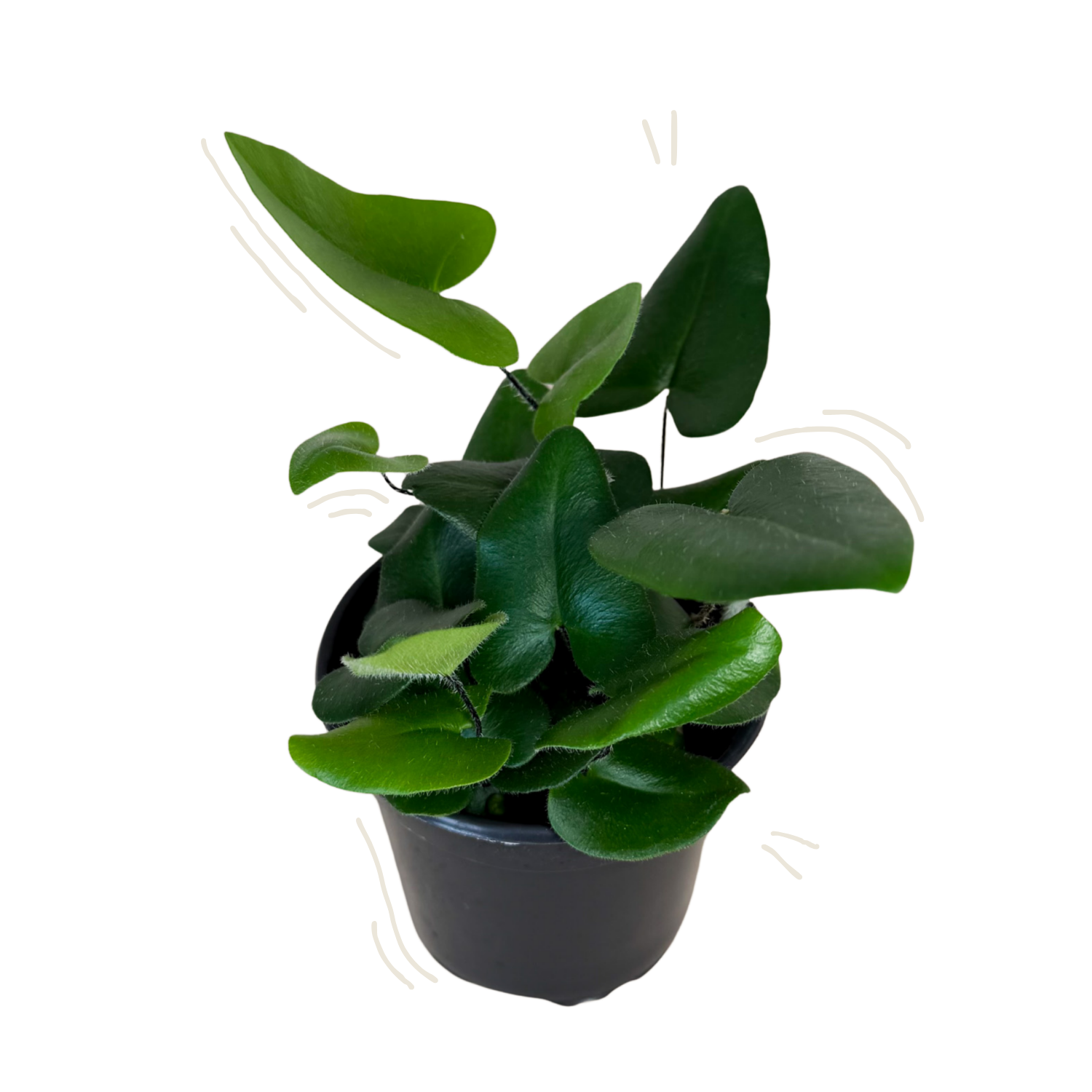 A small potted heart fern, green plant with glossy, rounded heart-shaped leaves in a black plastic nursery pot, isolated on a white background with light decorative curved line doodles near the leaves.