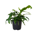 A green potted plant with long, wavy leaves in a black nursery pot, isolated on a white background.