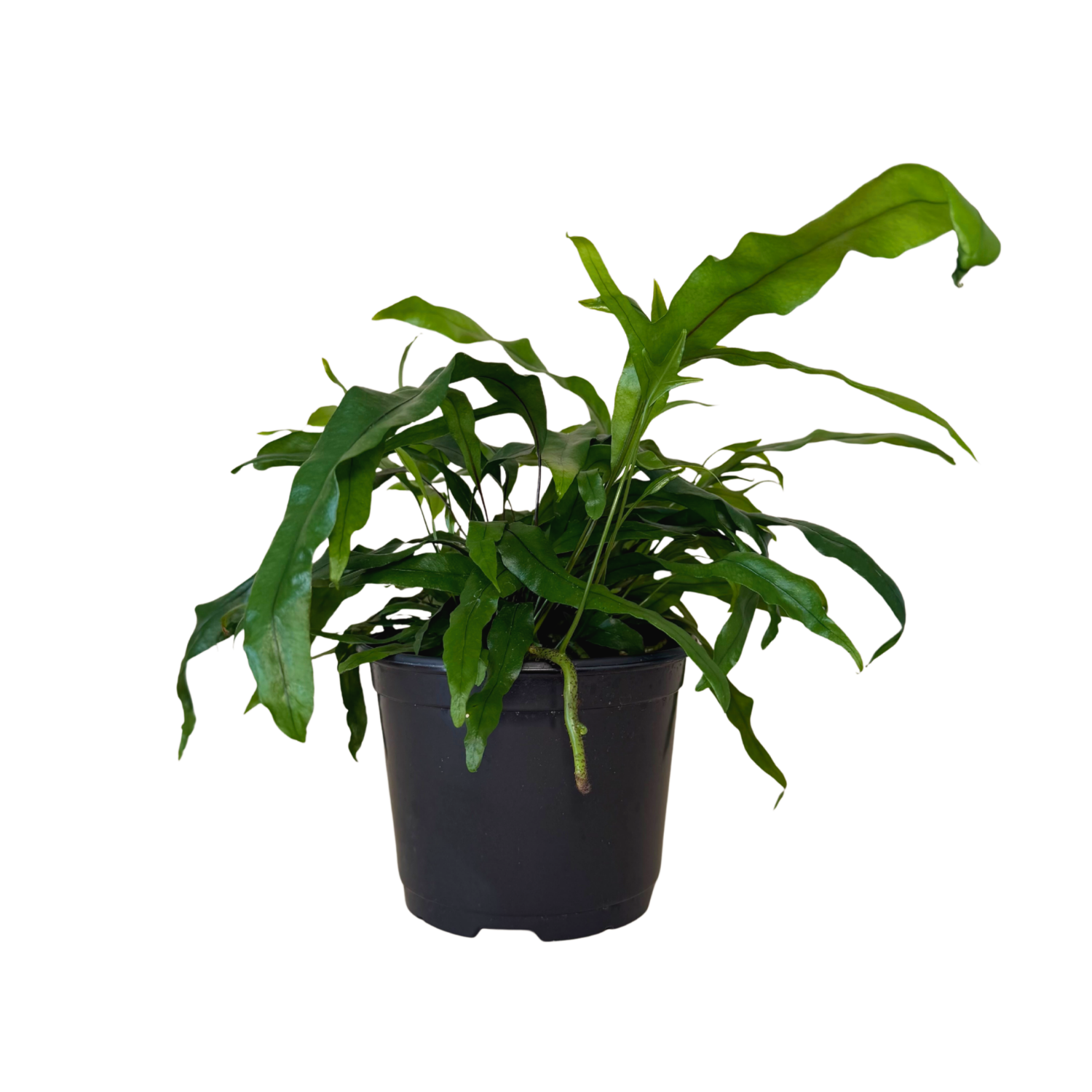 A green potted plant with long, wavy leaves in a black nursery pot, isolated on a white background.