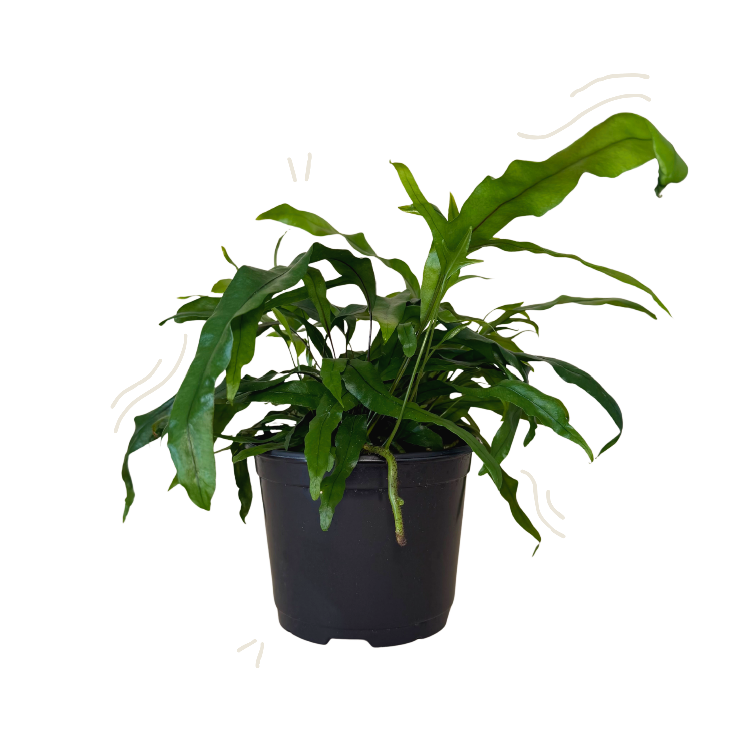 A potted green plant with long, wavy leaves in a black plastic nursery pot, isolated on a white background.