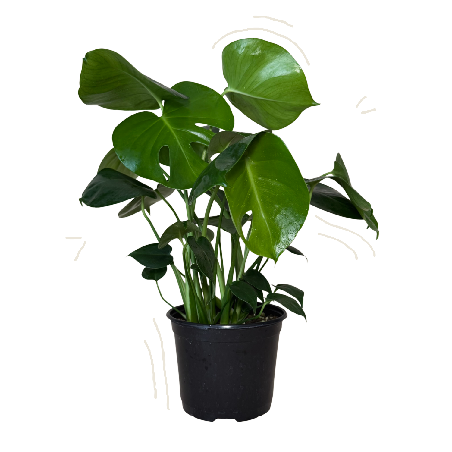 A potted Monstera plant with large glossy green leaves in a black nursery pot, isolated on a white background.