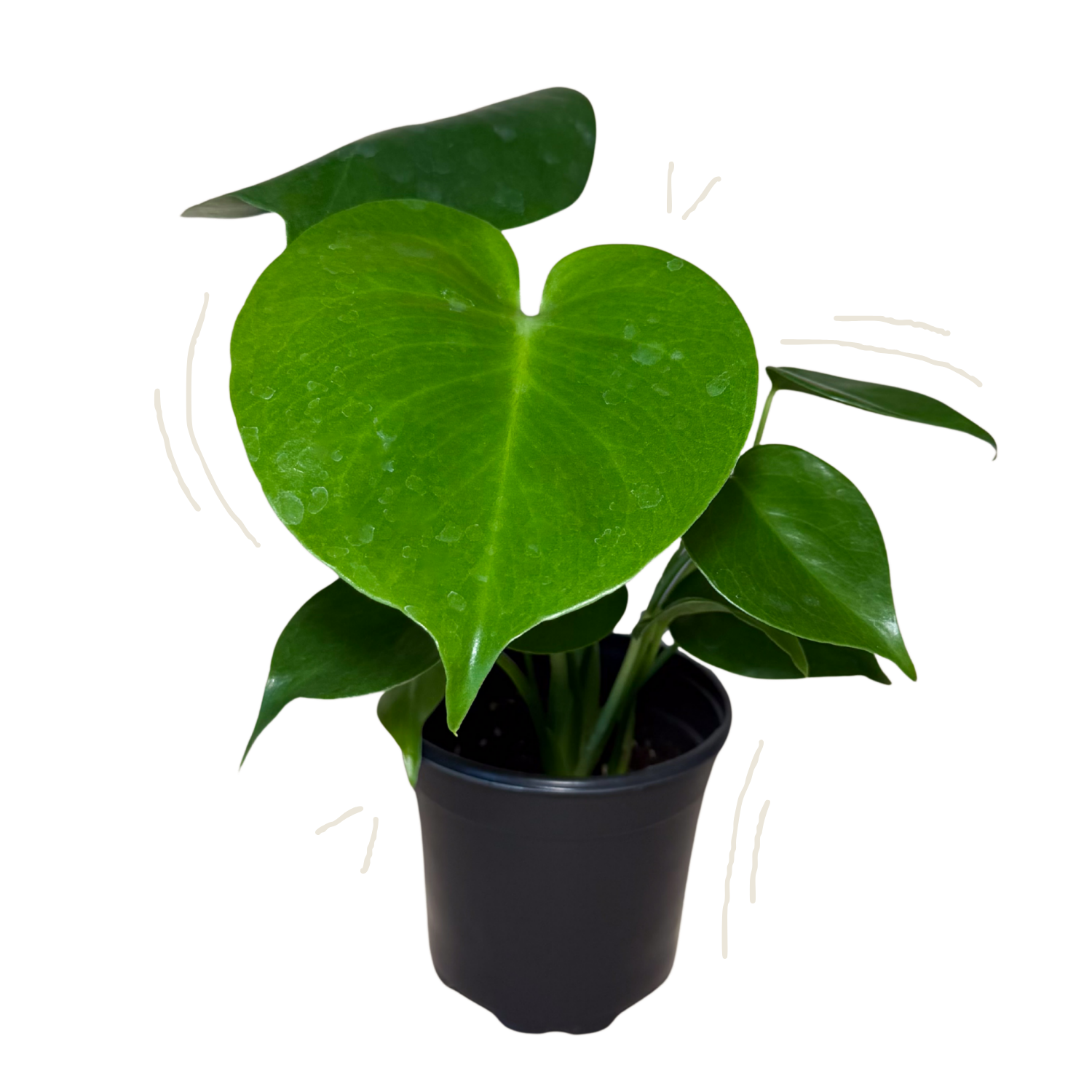 A potted monstera deliciosa houseplant in a black nursery pot, isolated on a white background with a few light decorative curved lines near the leaves.