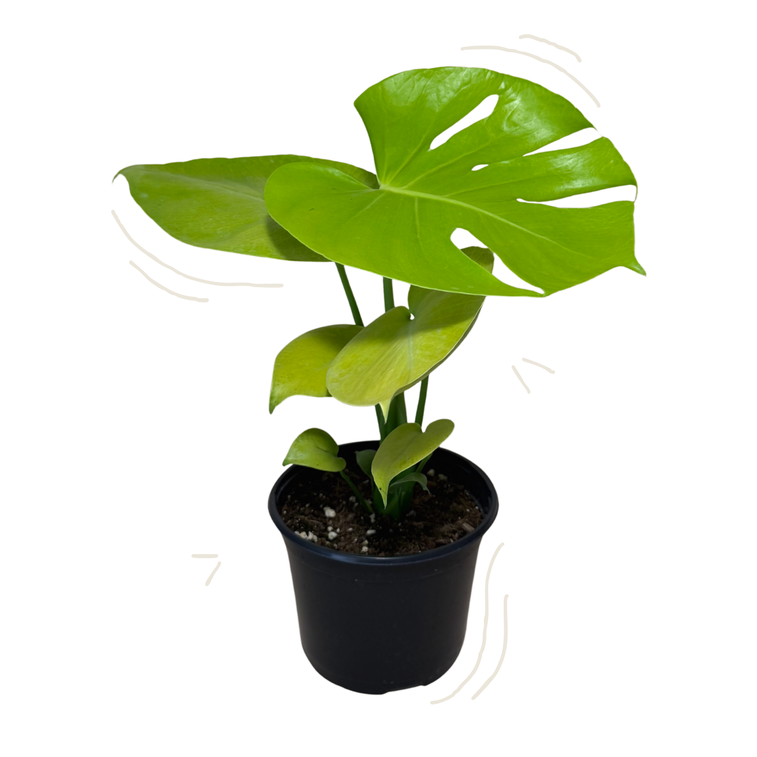 A potted Monstera super golden plant with large green split leaves in a black plastic nursery pot, shown against a plain white background with light decorative curved line doodles near the pot.